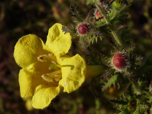 {Aureolaria pectinata}